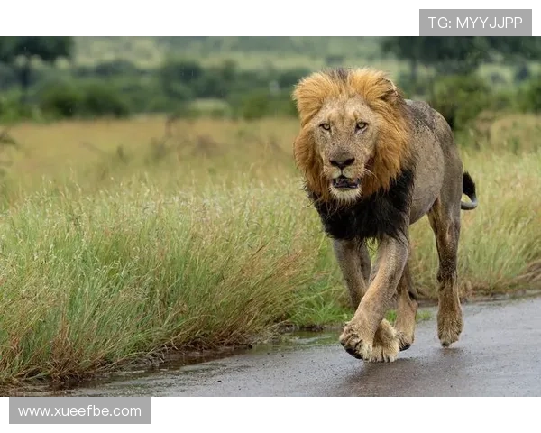 非洲雄狮崛起：揭示大草原背后的王者崛起与生态变革 - 副本 - 副本 - 副本